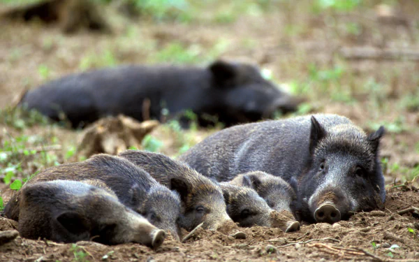 Animal boar HD Desktop Wallpaper | Background Image