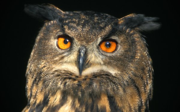 Animal Owl Birds Owls HD Wallpaper | Background Image