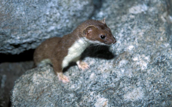 HD PC desktop wallpaper: brown ferret animal close-up perched on gray rocky surface, alert and poised against a textured stone background.