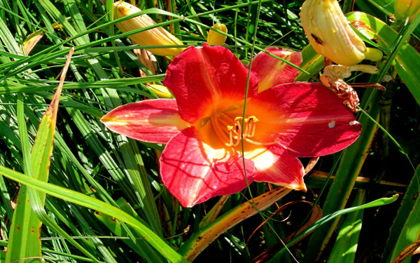 nature lily HD Desktop Wallpaper | Background Image