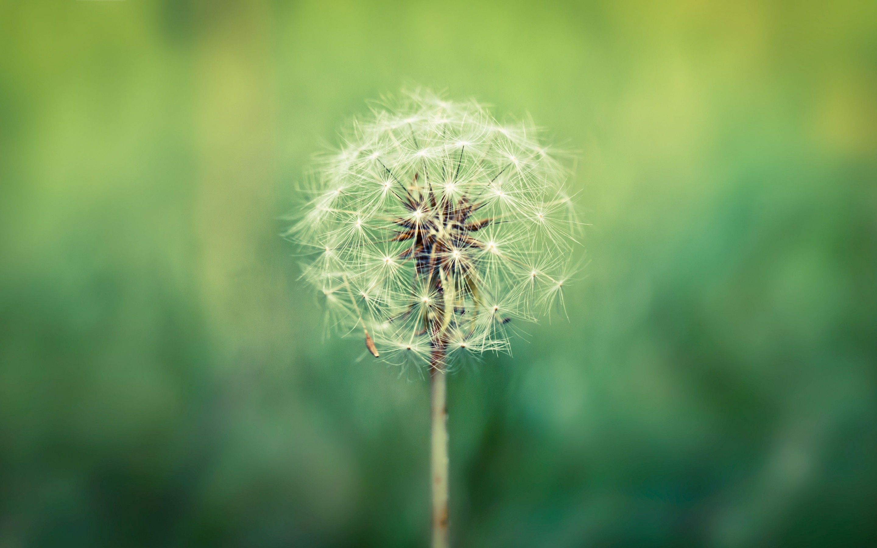 Dandelion Computer Wallpapers, Desktop Backgrounds 