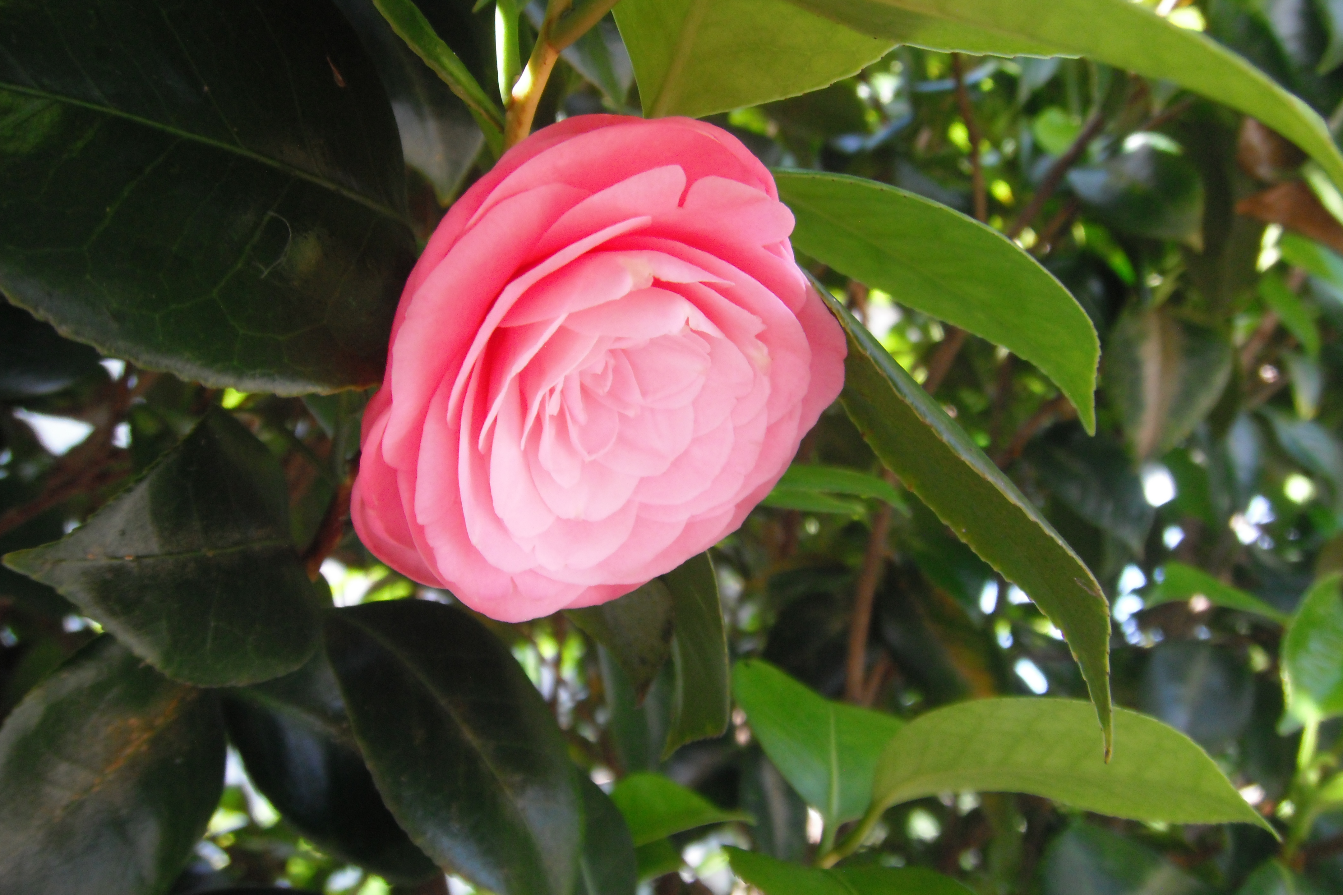 Download Macro Pink Flower Flower Nature Camellia HD Wallpaper