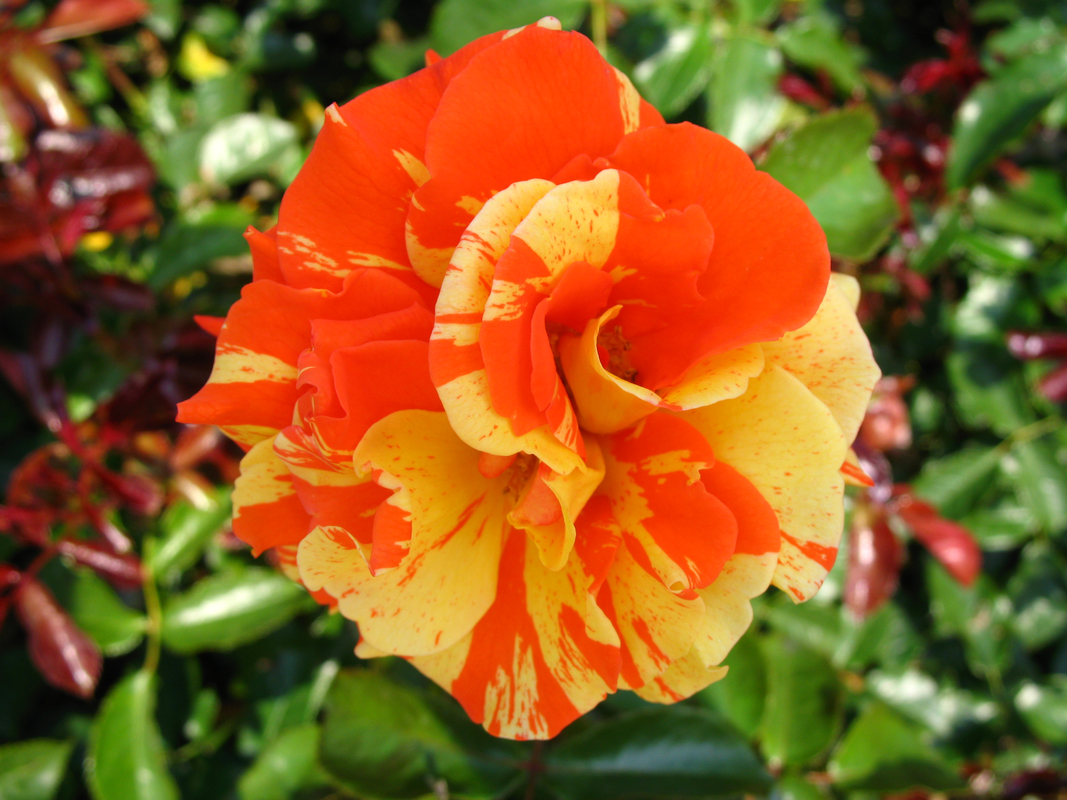 Rose HD Wallpaper | Background Image | 3648x2736