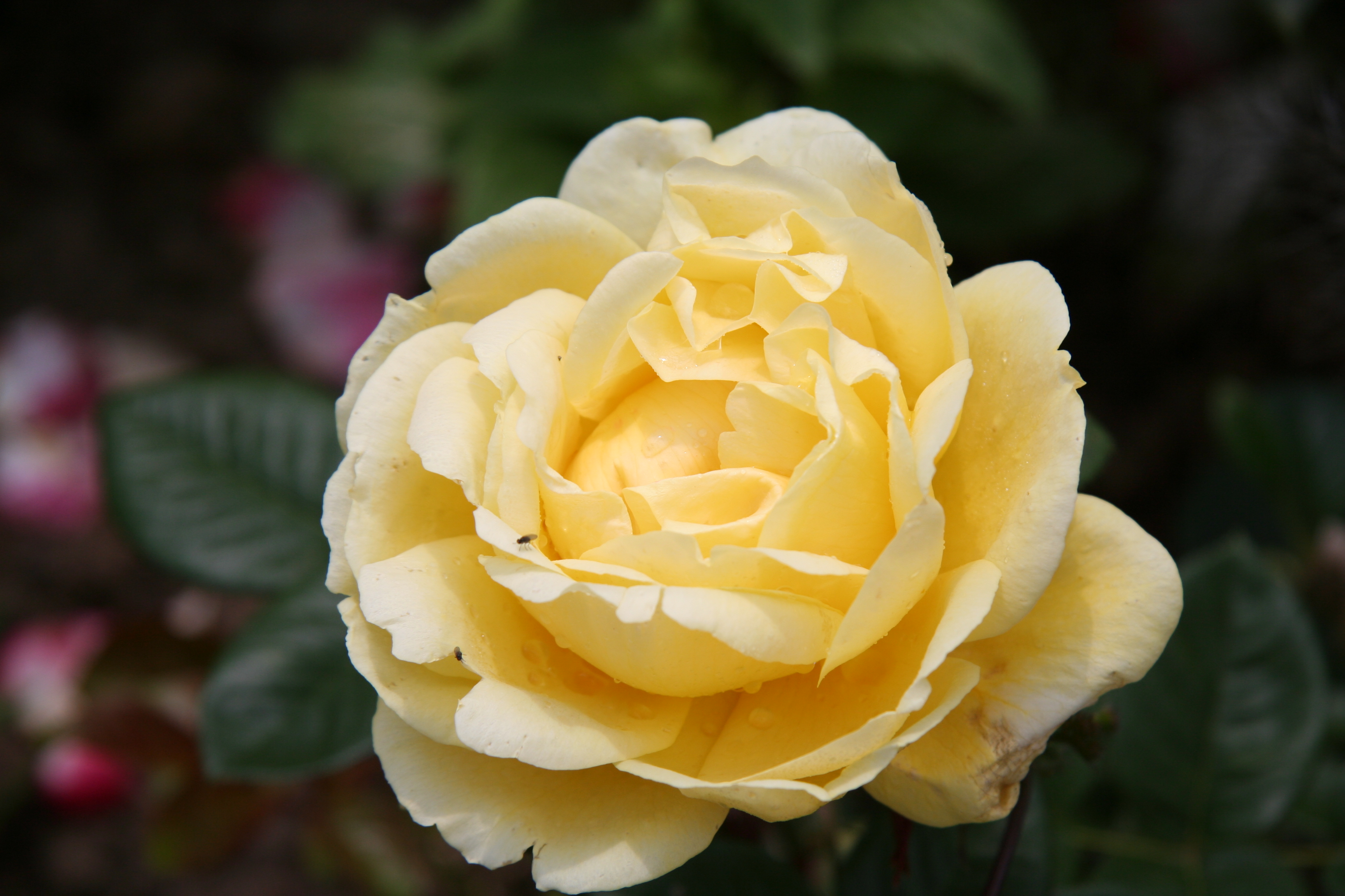 Rose HD Wallpaper | Background Image | 3456x2304