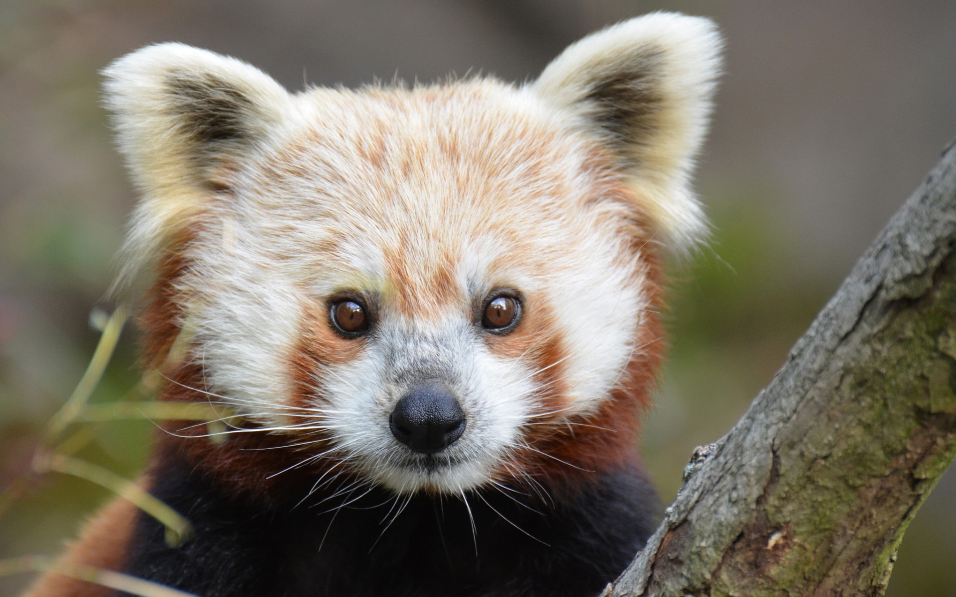 Red Panda  Full HD Wallpaper  and Background Image 