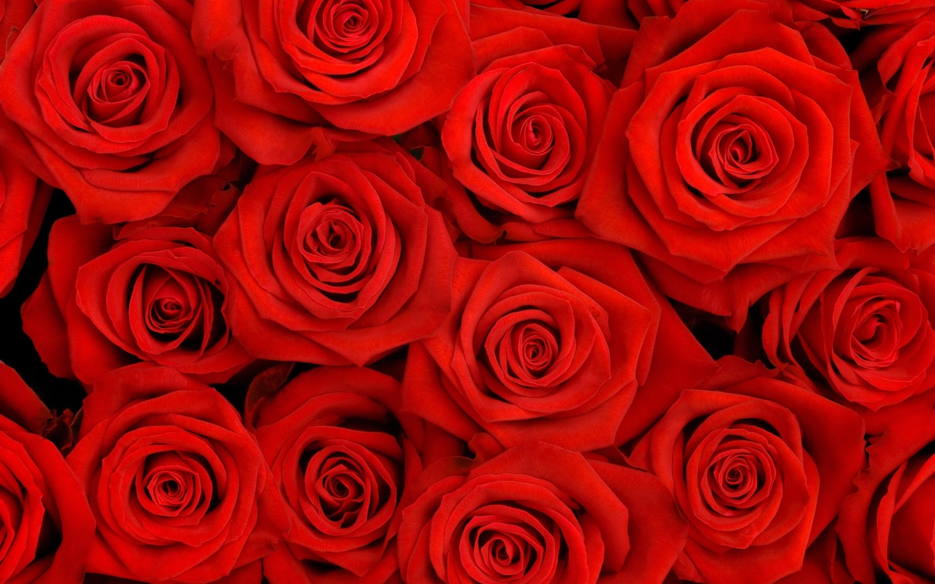 Red roses HD Wallpaper | Background Image | 2560x1600 | ID:443046 ...