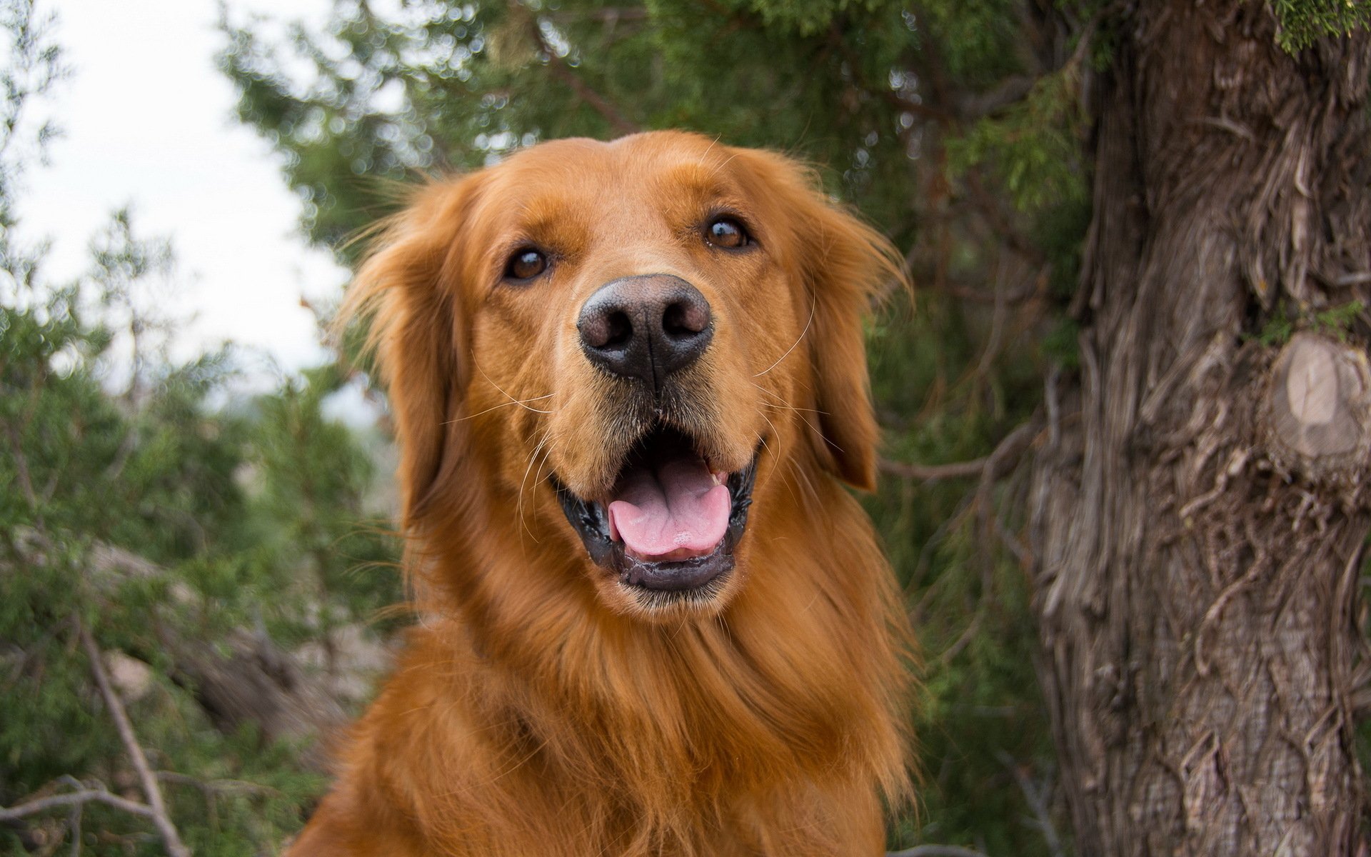 A cheerful golden retriever poses in front of greenery, showcasing its friendly expression. This high-definition image serves as a lively desktop wallpaper.