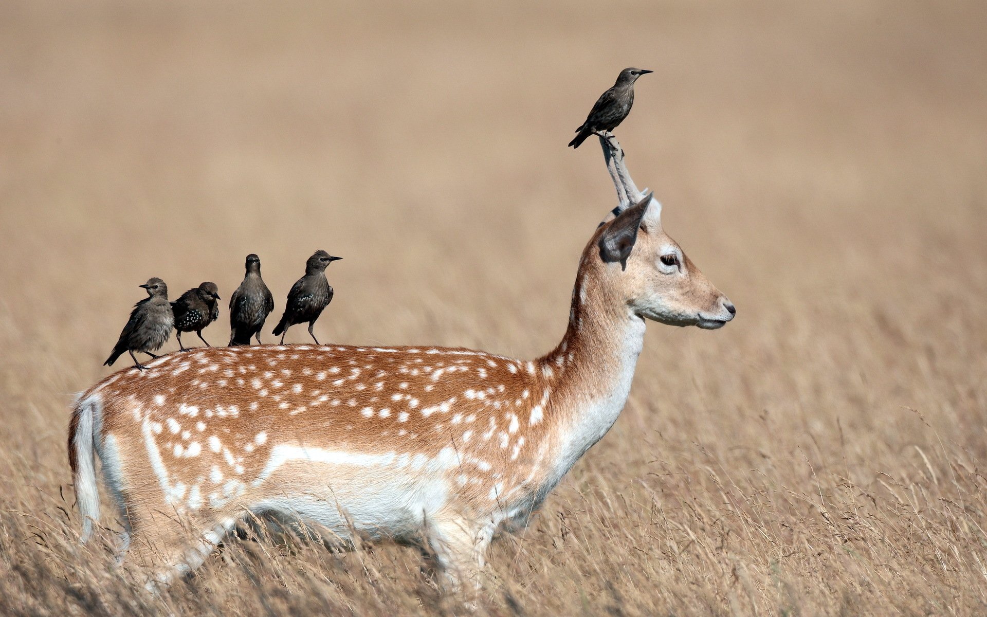 HD PC desktop wallpaper showing a deer standing in a field with five birds perched on its back and head against a blurred brown background.