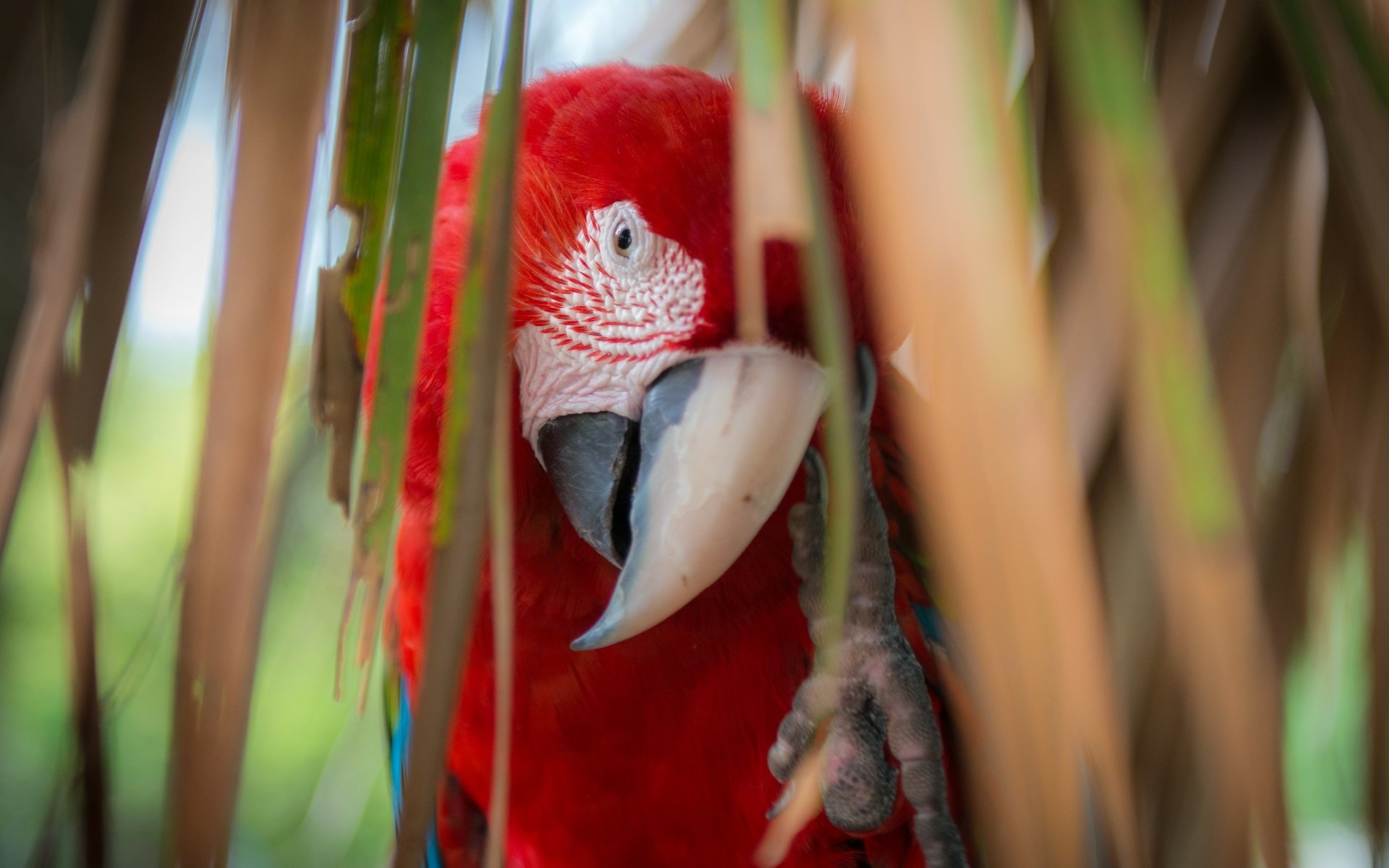 A vibrant red-and-green macaw peeks through lush foliage, showcasing its striking plumage and curious expression, making for a stunning HD desktop wallpaper and background.