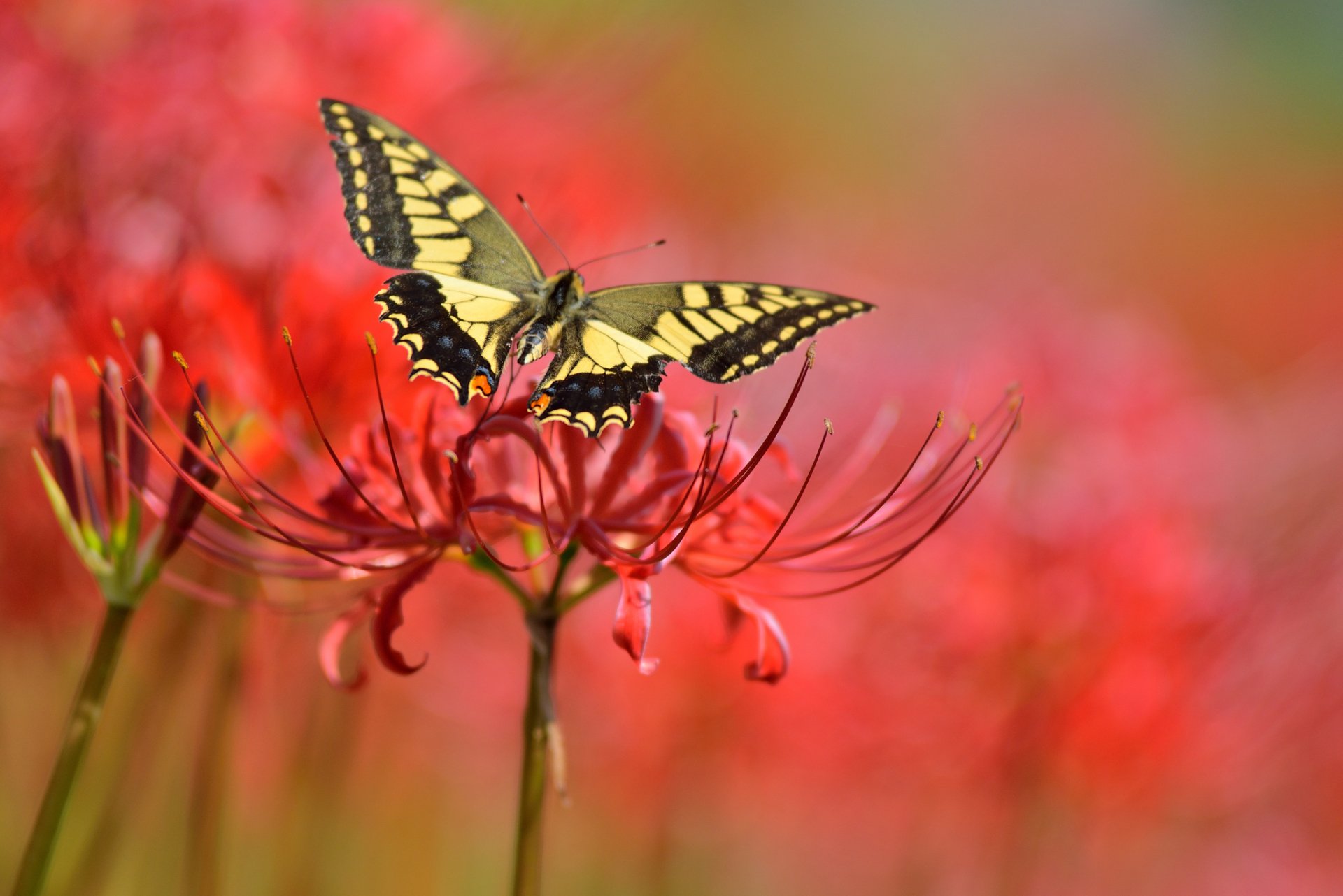 HD PC desktop wallpaper featuring a detailed close-up of a yellow and black butterfly perched on vibrant red flowers with a blurred colorful background.