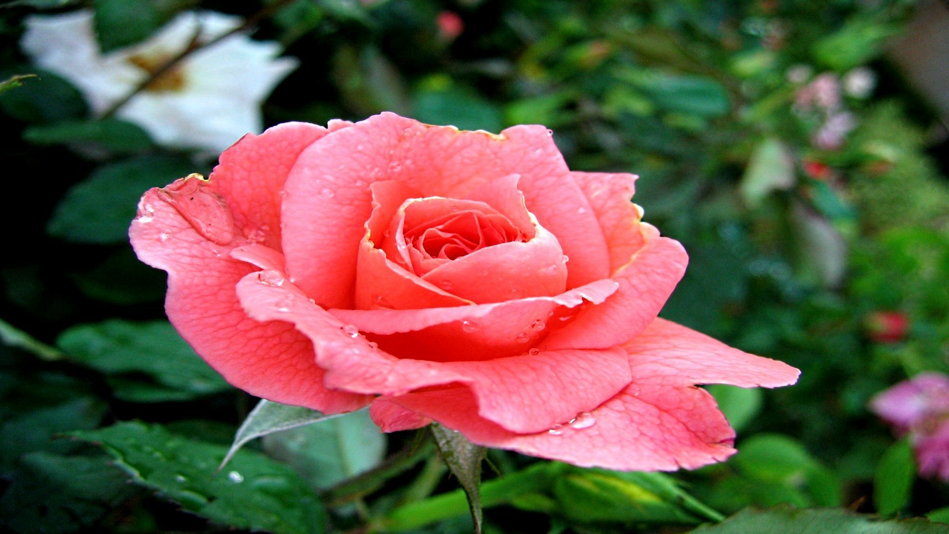 Gül HD Duvar Kağıtları / Rose HD Wallpapers 78 NisanBoard Flatcast