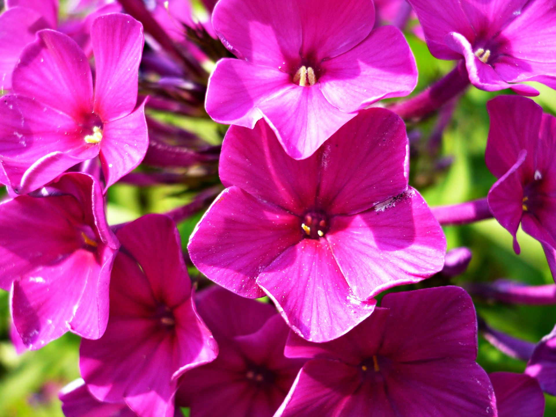 Vibrant magenta phlox flower cluster in nature, high-detail 2K Quad HD PC desktop wallpaper and background.