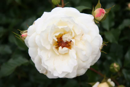 Close-up of a white rose in full bloom, showcasing delicate petals and a hint of orange at the center, surrounded by green foliage and rose buds. A beautiful nature-inspired HD wallpaper.