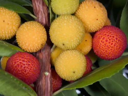 A vibrant close-up of ripe lychee fruit clusters in shades of red and yellow, set against lush green leaves, creating a striking HD desktop wallpaper background.