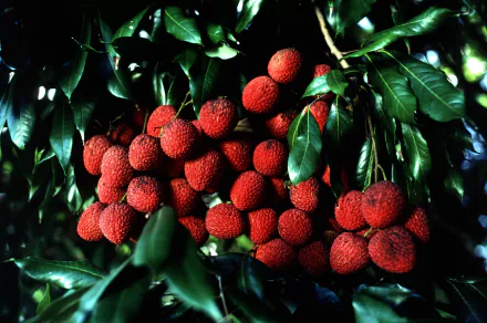 HD PC desktop wallpaper showing a cluster of ripe lychee fruits hanging from lush green branches, highlighting the food's vibrant red texture and natural setting.