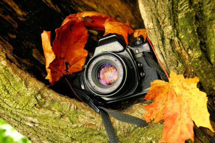A close-up of a vintage camera nestled in the crevice of a tree, surrounded by vibrant autumn leaves, creates a striking HD desktop wallpaper and background.