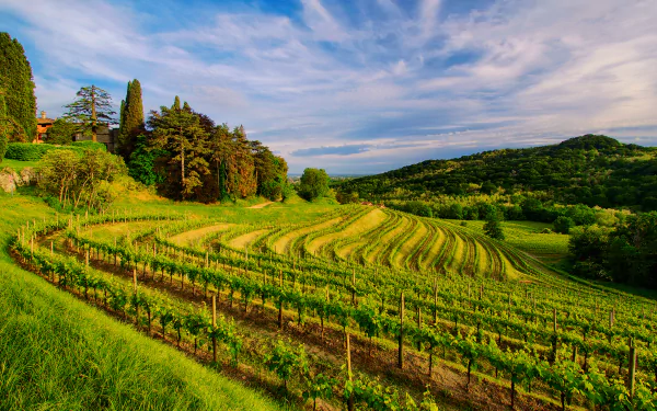 man made vineyard HD Desktop Wallpaper | Background Image