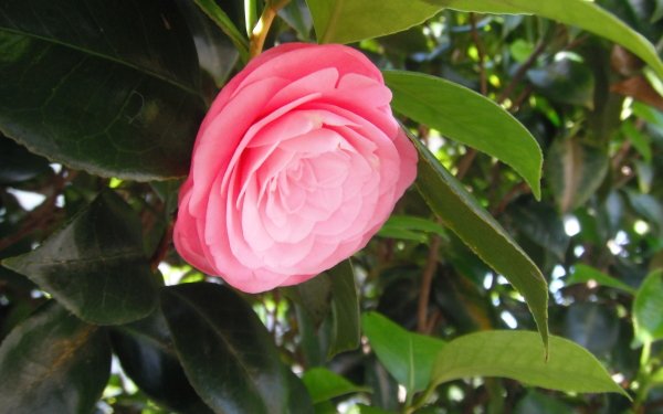 Earth Camellia Flowers Flower HD Wallpaper | Background Image