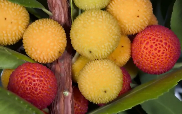 A vibrant close-up of ripe lychee fruit clusters in shades of red and yellow, set against lush green leaves, creating a striking HD desktop wallpaper background.