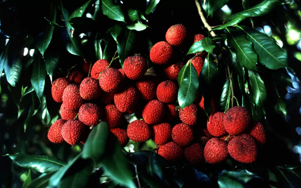 HD PC desktop wallpaper showing a cluster of ripe lychee fruits hanging from lush green branches, highlighting the food's vibrant red texture and natural setting.