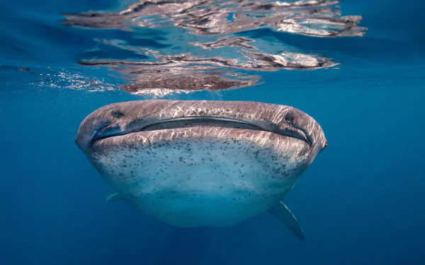A serene underwater scene featuring a whale shark swimming gracefully beneath the surface, showcasing its distinctive mouth and spotted skin. This HD image serves as a captivating desktop wallpaper.