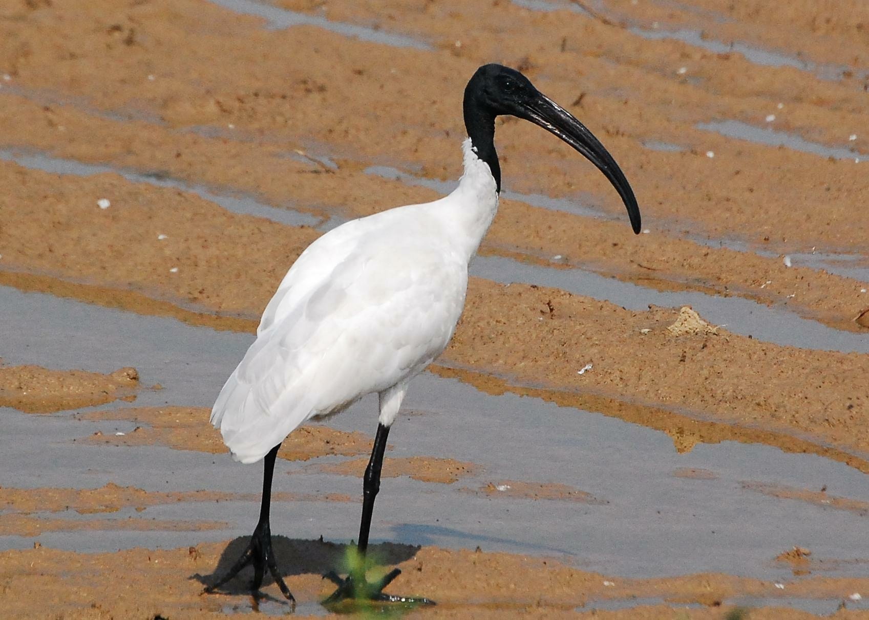 Download Bird Animal Ibis Wallpaper