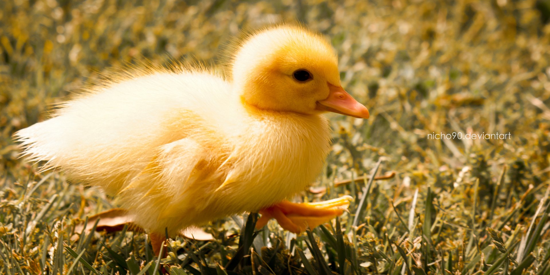 duckling by nicho90