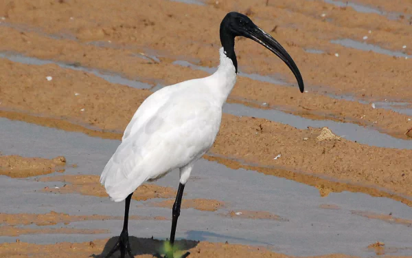 bird Animal ibis HD Desktop Wallpaper | Background Image