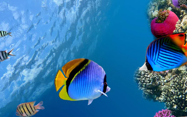 A vibrant underwater scene featuring butterflyfish, showcasing their colorful patterns amidst a coral reef. This stunning 4K Ultra HD wallpaper brings marine life to your desktop.