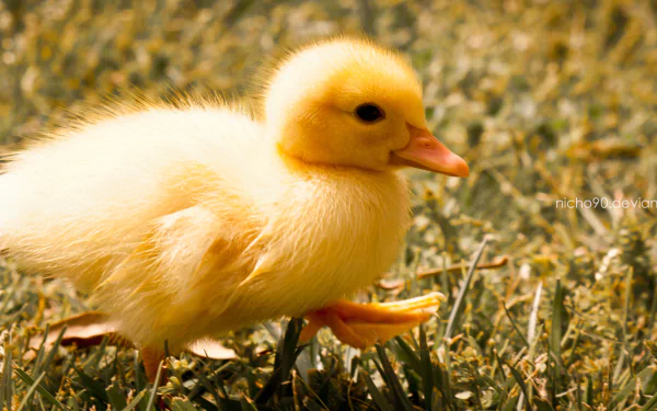  duckling by nicho90
