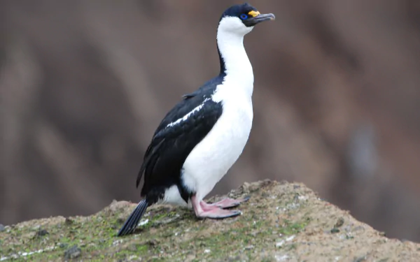 bird Animal imperial shag HD Desktop Wallpaper | Background Image