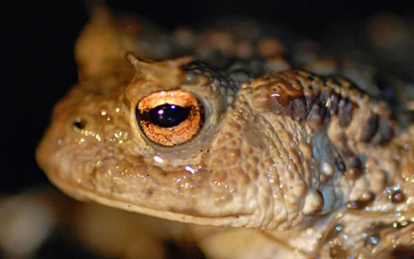 Animal toad HD Desktop Wallpaper | Background Image