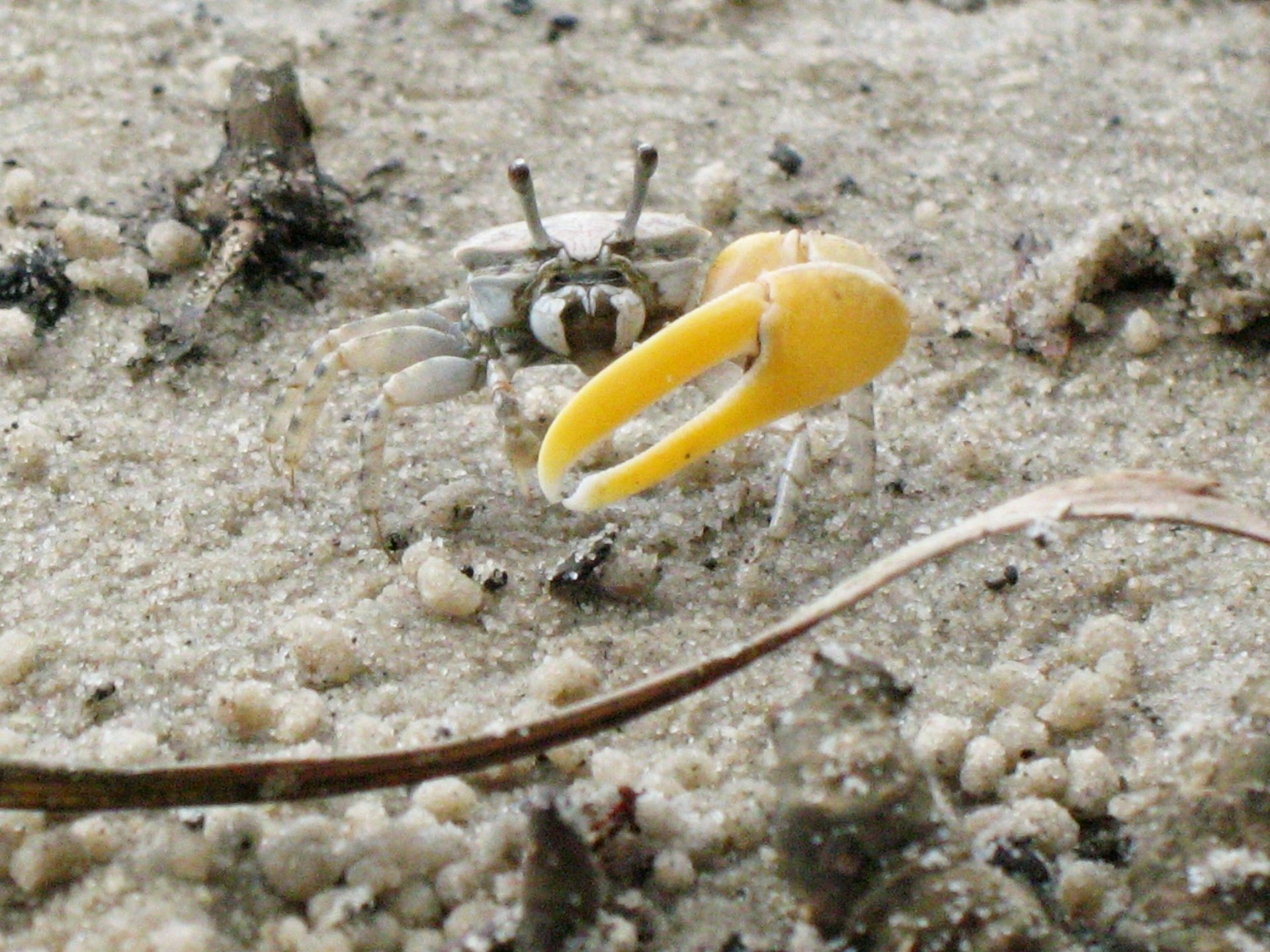 Close-up of a fiddler crab with a bright yellow oversized claw on sandy shore — 2K Quad HD PC desktop wallpaper background.