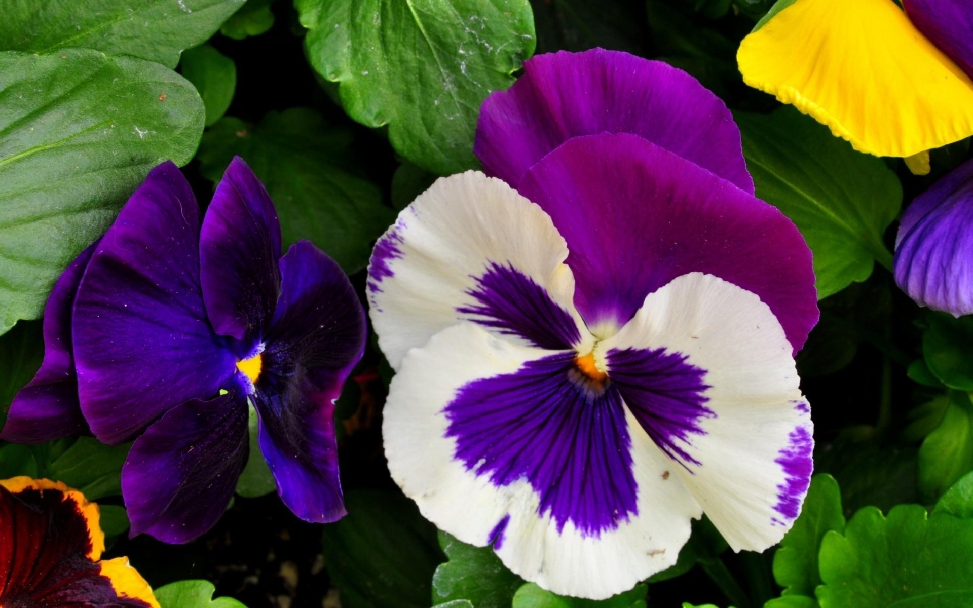 Pansy HD Wallpaper