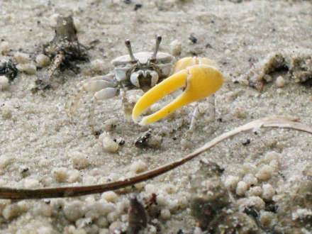 Close-up of a fiddler crab with a bright yellow oversized claw on sandy shore — 2K Quad HD PC desktop wallpaper background.