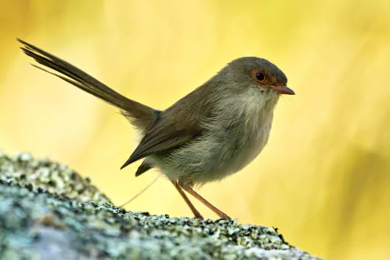 Superb fairywren (wren) perched on a lichen-covered rock against a warm golden bokeh background — HD PC desktop wallpaper.