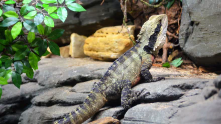  Australian water dragon, includes the eastern water dragon and the Gippsland water dragon subspecies