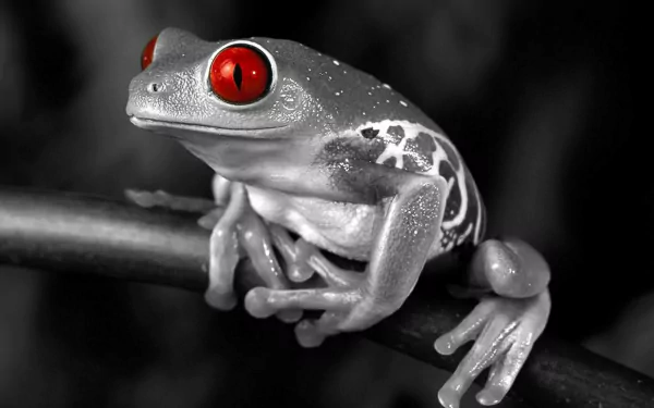 Selective-color 2K Quad HD PC desktop wallpaper/background showing an animal — a red-eyed tree frog in grayscale with striking red eyes, perched on a branch.