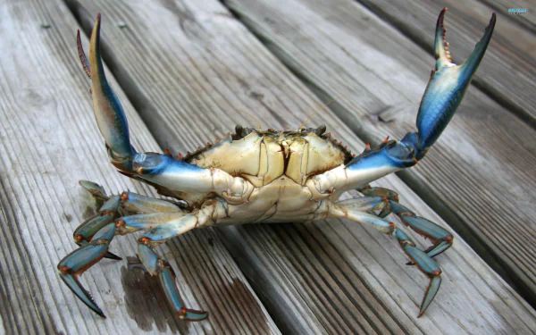 A large crab with vibrant blue claws sits on weathered wooden planks, showcasing its detailed features in this HD desktop wallpaper and background.
