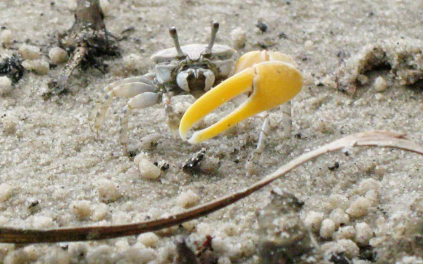 Close-up of a fiddler crab with a bright yellow oversized claw on sandy shore — 2K Quad HD PC desktop wallpaper background.