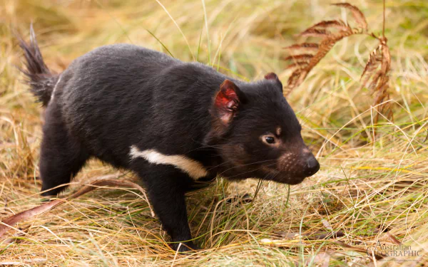 devil Animal tasmanian devil HD Desktop Wallpaper | Background Image