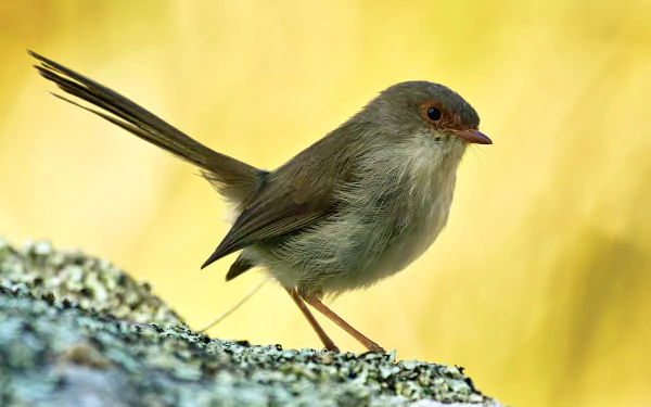 Superb fairywren Animal wren HD Desktop Wallpaper | Background Image