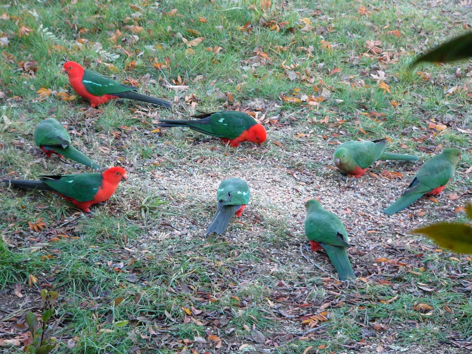 A group of vibrant king parrots foraging on the ground, captured in an HD desktop wallpaper featuring vivid colors and natural animal behavior.