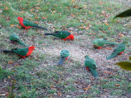 A group of vibrant king parrots foraging on the ground, captured in an HD desktop wallpaper featuring vivid colors and natural animal behavior.