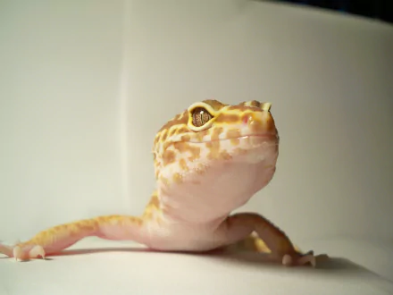 Animal gecko HD Desktop Wallpaper | Background Image