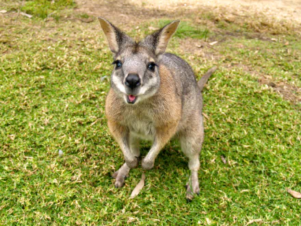 Close-up wallaby on green grass, looking at the camera; 2K Quad HD PC desktop wallpaper/background.
