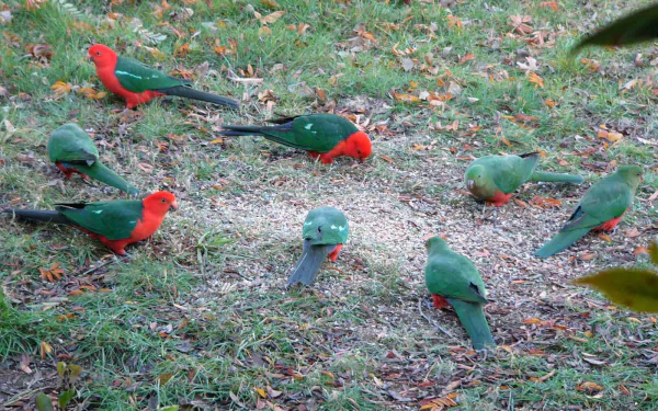 A group of vibrant king parrots foraging on the ground, captured in an HD desktop wallpaper featuring vivid colors and natural animal behavior.