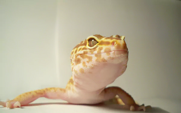 Animal gecko HD Desktop Wallpaper | Background Image