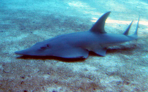 fish Animal shark fin guitarfish HD Desktop Wallpaper | Background Image