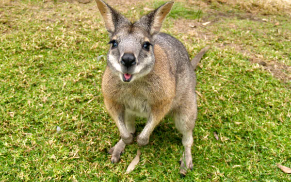 Close-up wallaby on green grass, looking at the camera; 2K Quad HD PC desktop wallpaper/background.